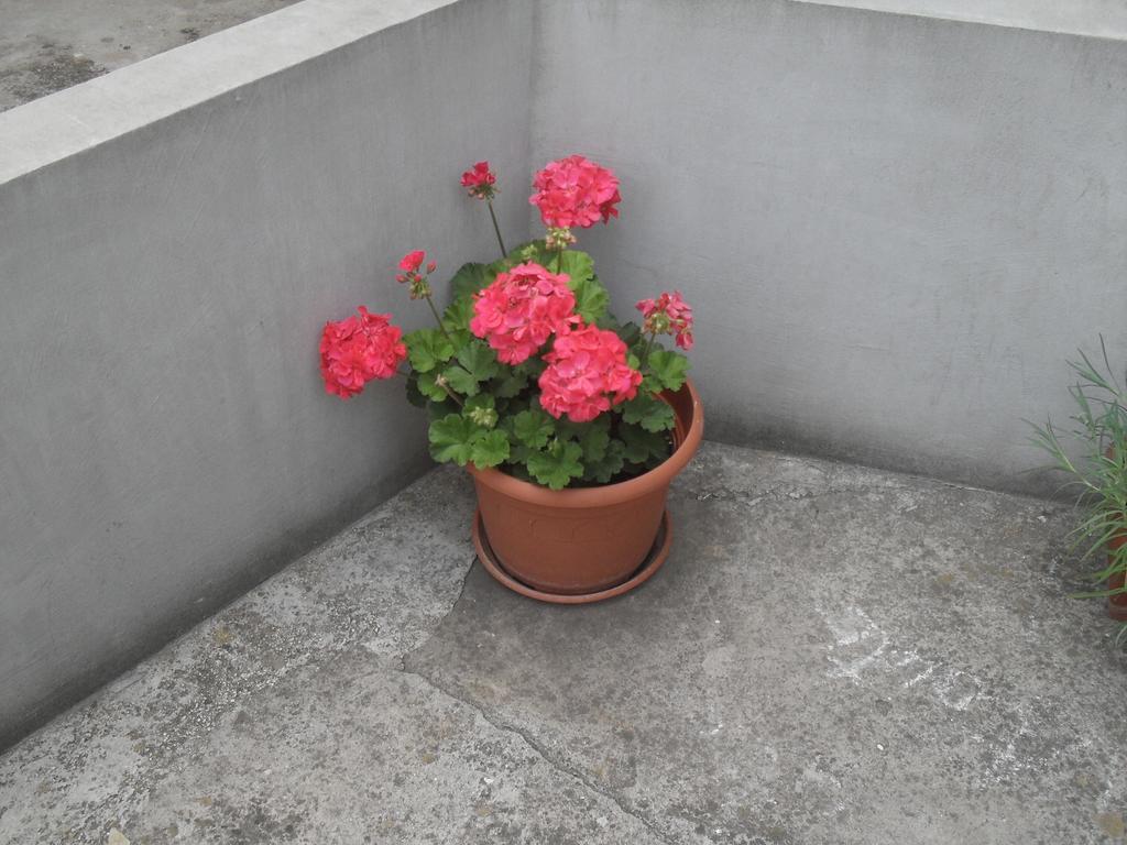 Apartment Maja *